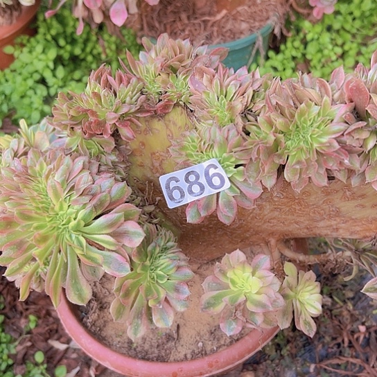 啾***园多肉植物一个斑斓