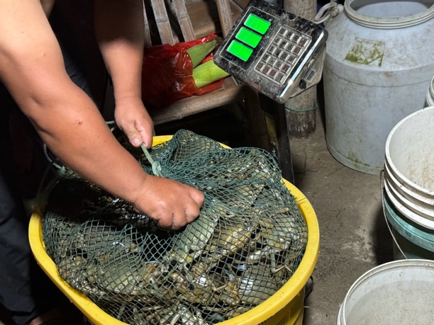 【一级公蟹奄仔蟹混搭】正宗霞浦青蟹 吃肉者福音！顺丰包邮