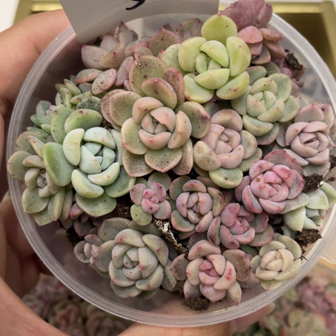 5胖宝宝播种苗，25年新播，白心绿心黄心超推荐