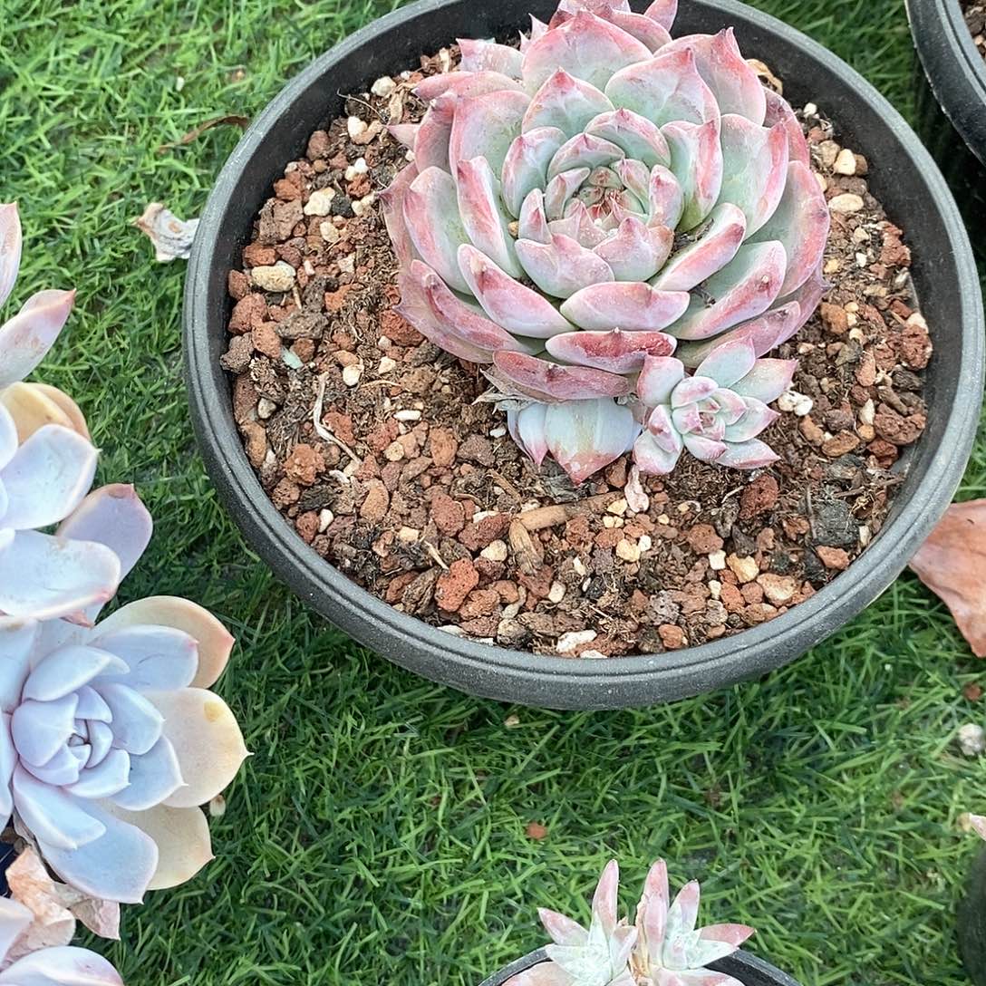 红拉糖1颗多肉植物