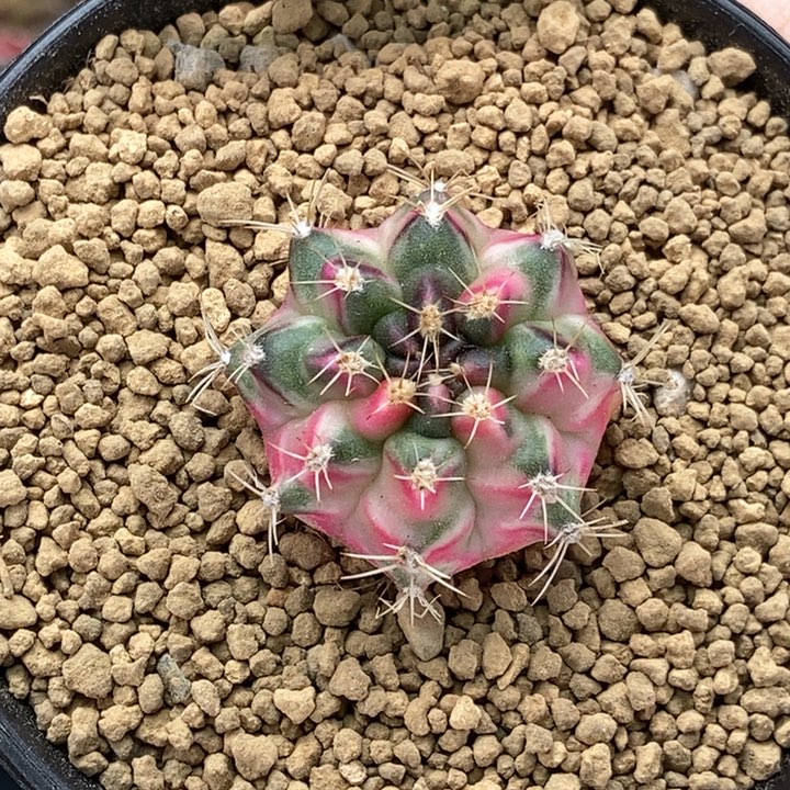 棉花糖 米哈仙人球