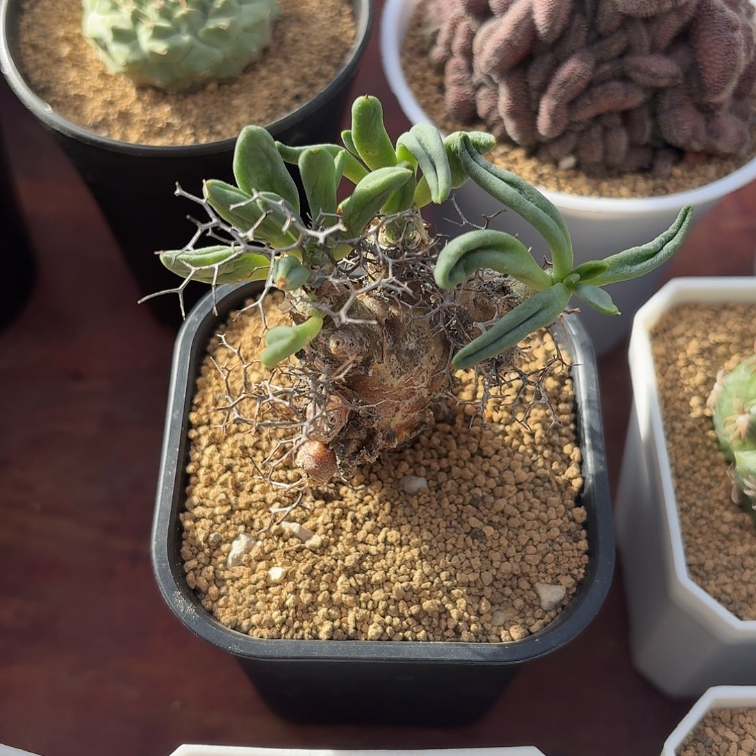 ㅤ***0产地钢丝球万物想