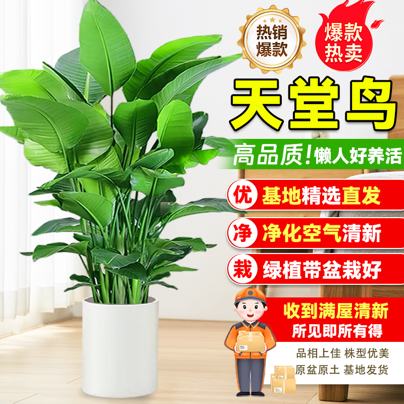 【巨无霸】1.7-1.9米天堂鸟盆栽鹤望兰绿植室内花卉除甲醛净化空气