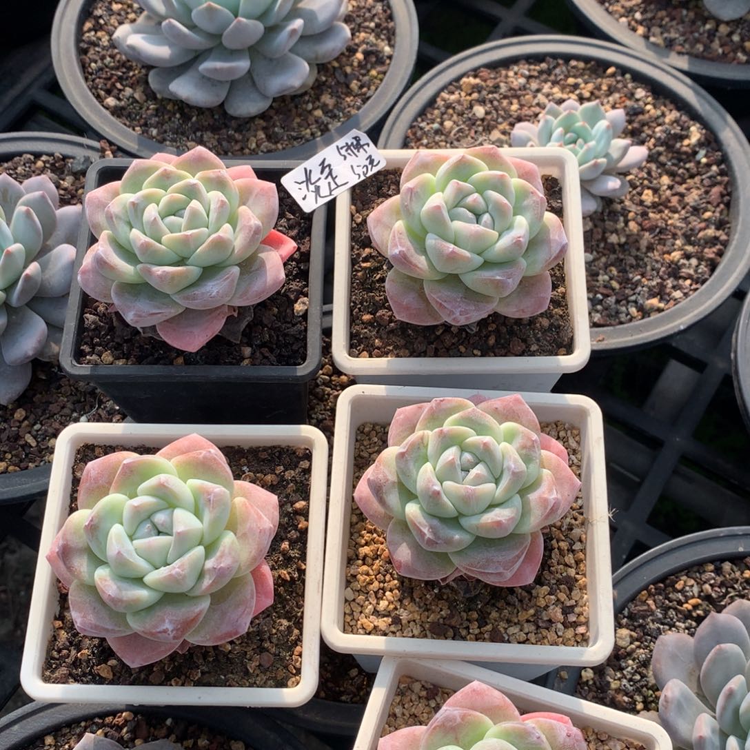 淡定单头大冰玉5颗50元