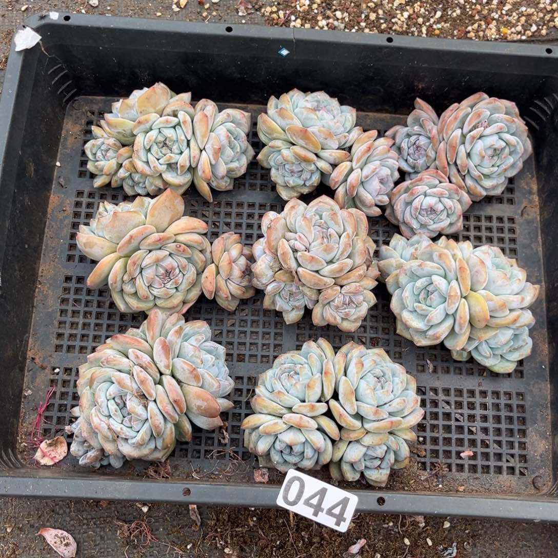 044号新疆西藏内蒙古不包邮