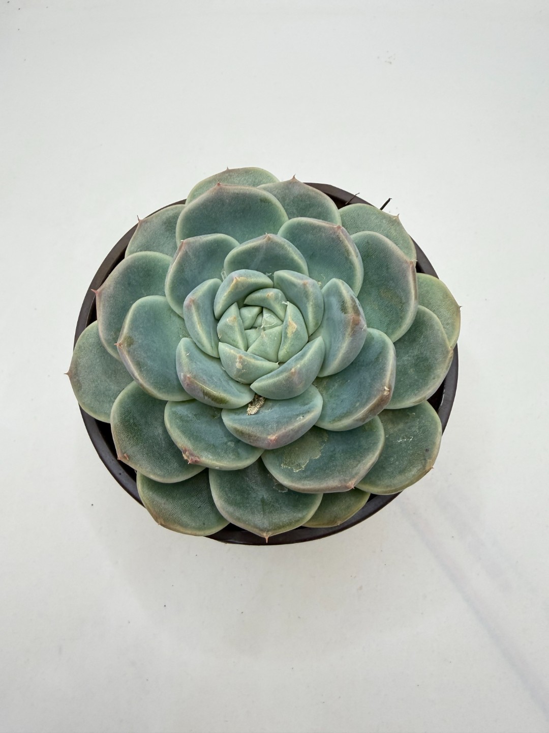  阿尔巴佳人多肉植物 满18包邮 以直播间展示为准               