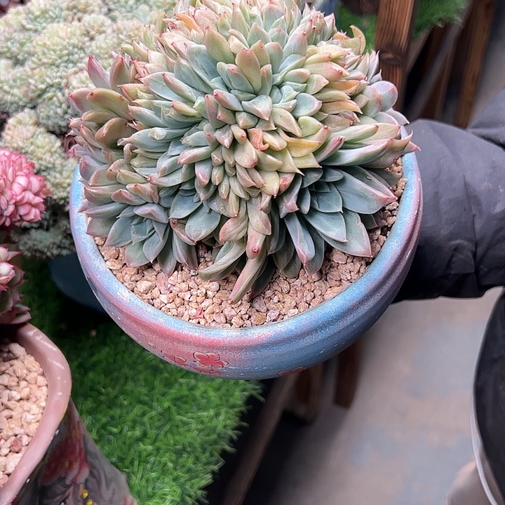 【闪购商品】美人杂交缀