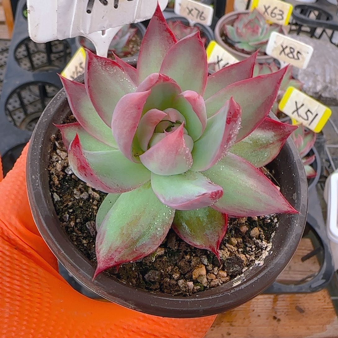 梅*X100 惊鸿仙子多肉