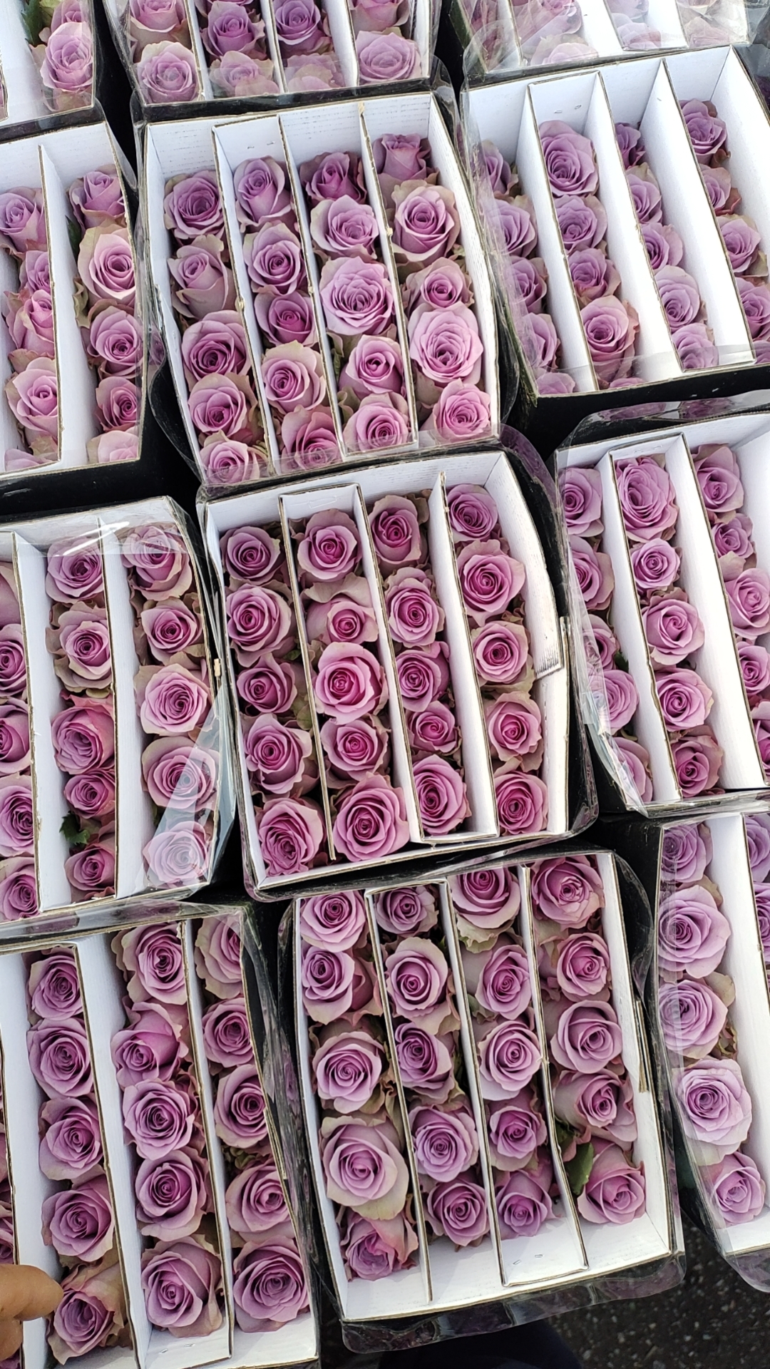 紫色单头玫瑰鲜花云南基地直发同城家用装饰水养花卉