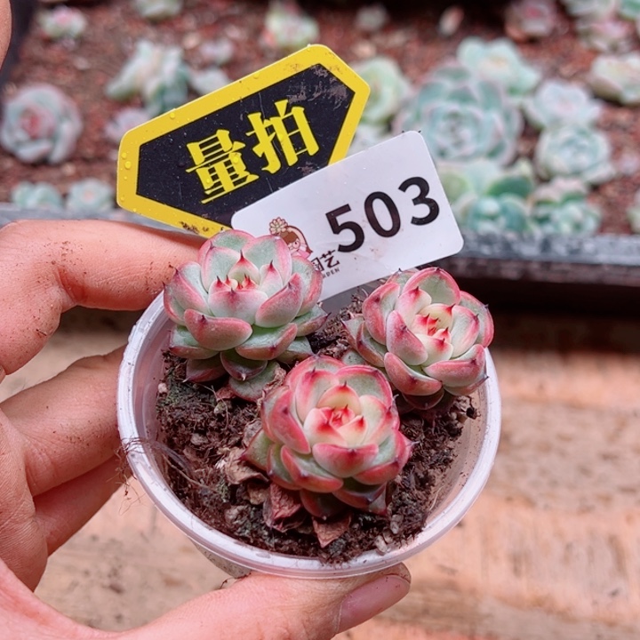 多肉植物多肉植物