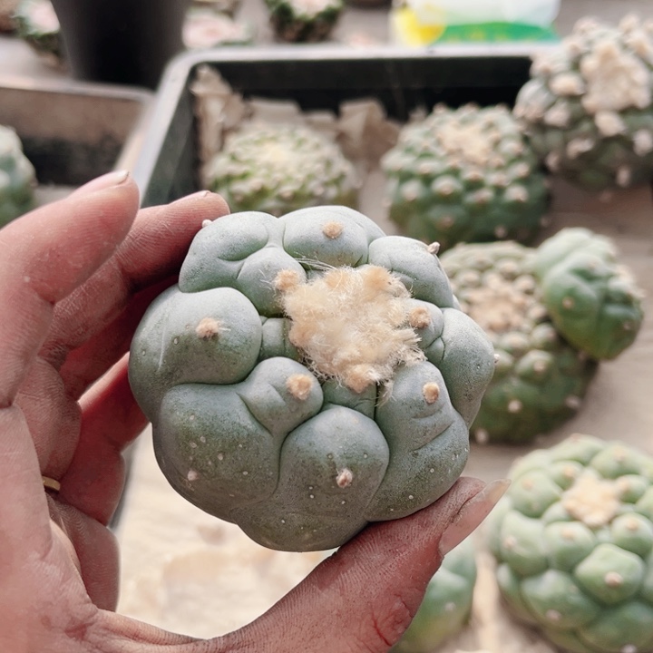 草球落地生根仙人球