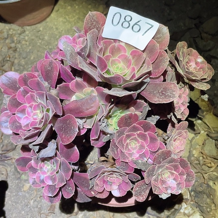 多肉植物法师867美杜莎