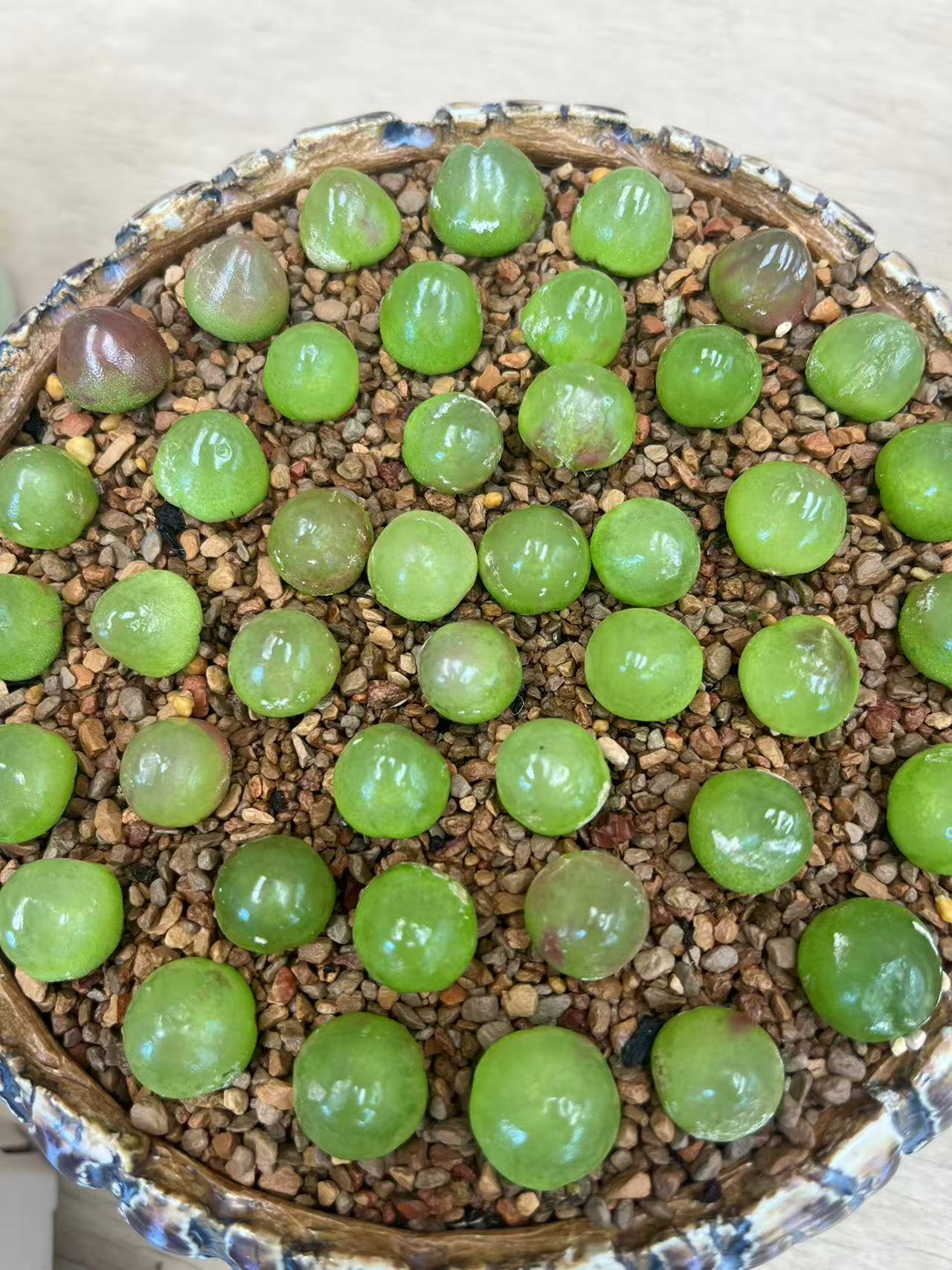 301疯狂的多肉石头乔本灯泡一颗