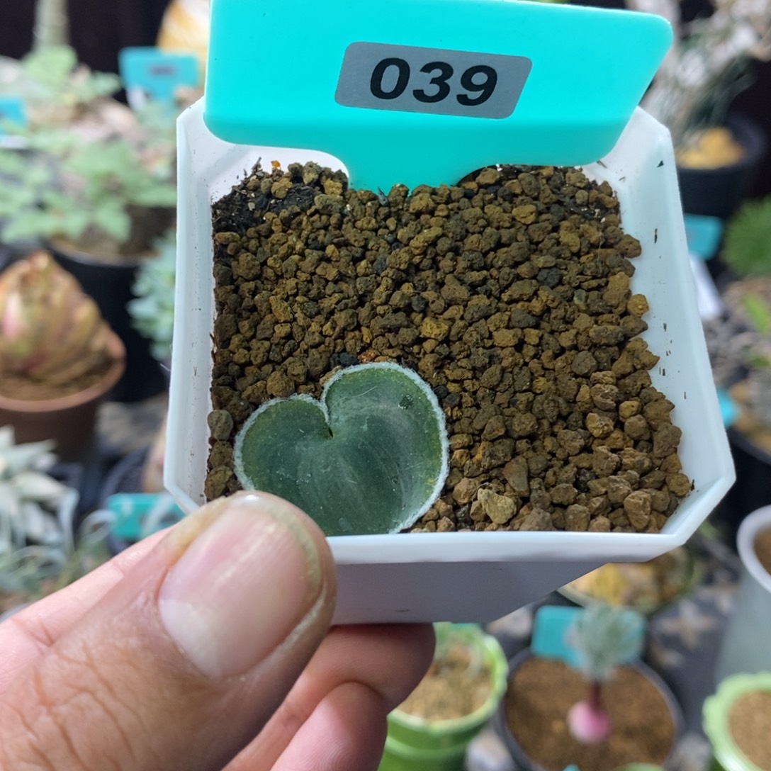 毛边爱心产地多肉植物