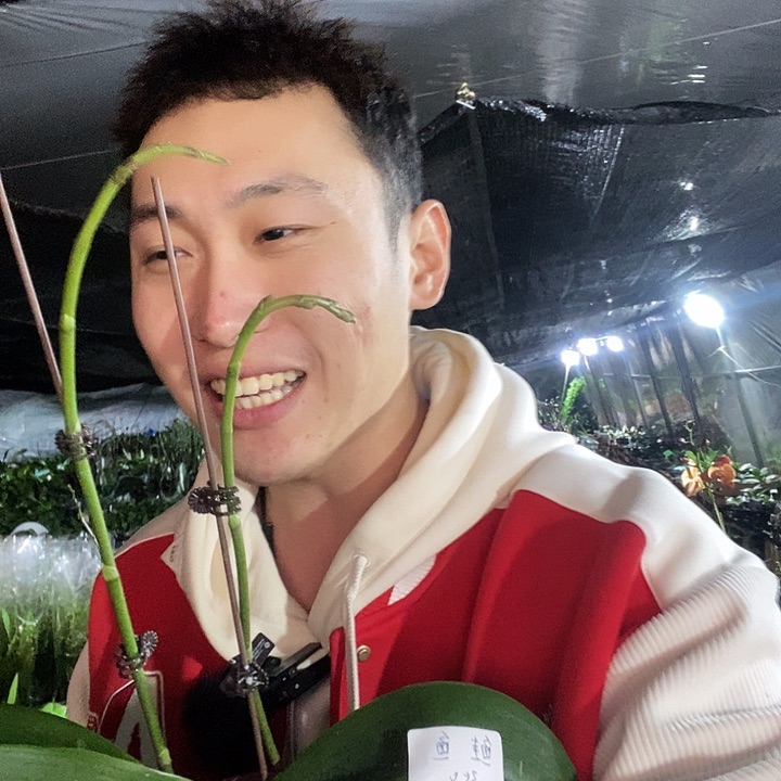 无花朵鲑鱼福利蝴蝶兰