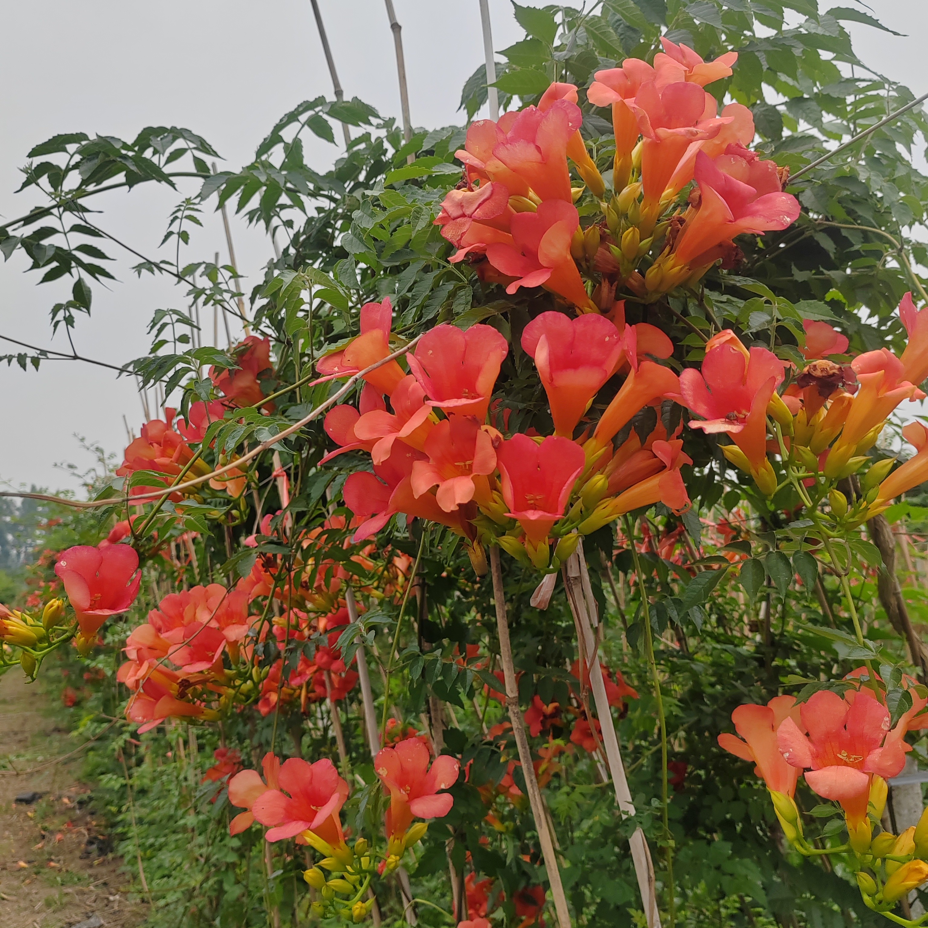 凌霄花苗爬藤植物庭院绿化美观多年生攀援花卉盆栽