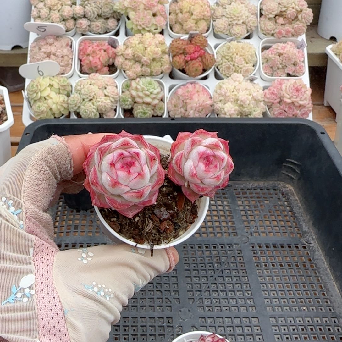 【闪购商品】0126-107女王福利