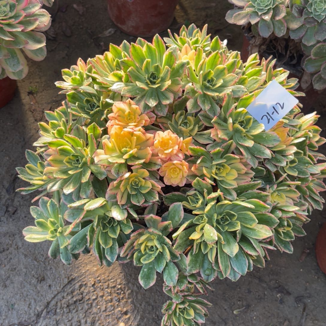 21-12甜茶无砍群多肉