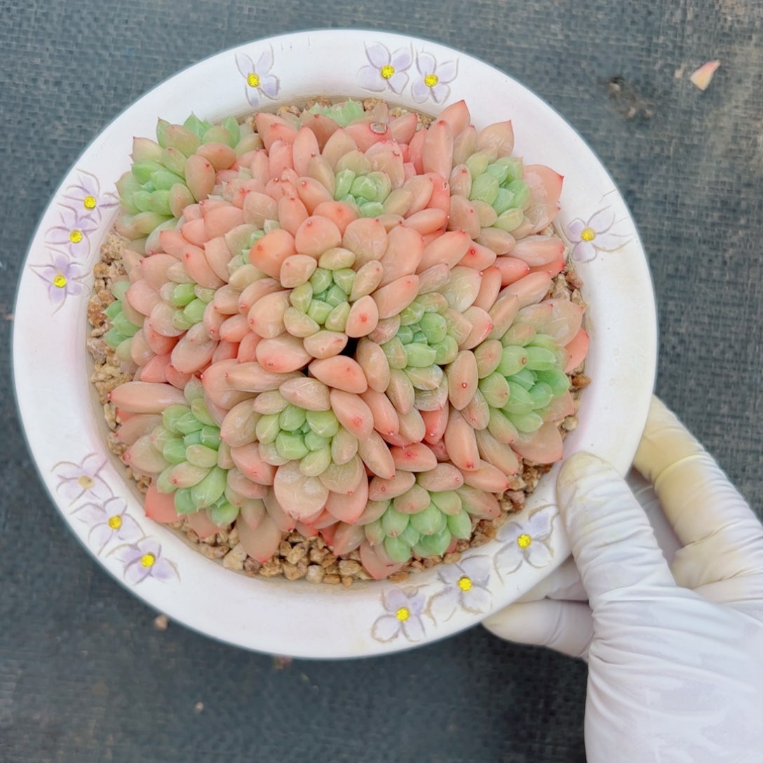 蘑*头多肉植物多肉植物