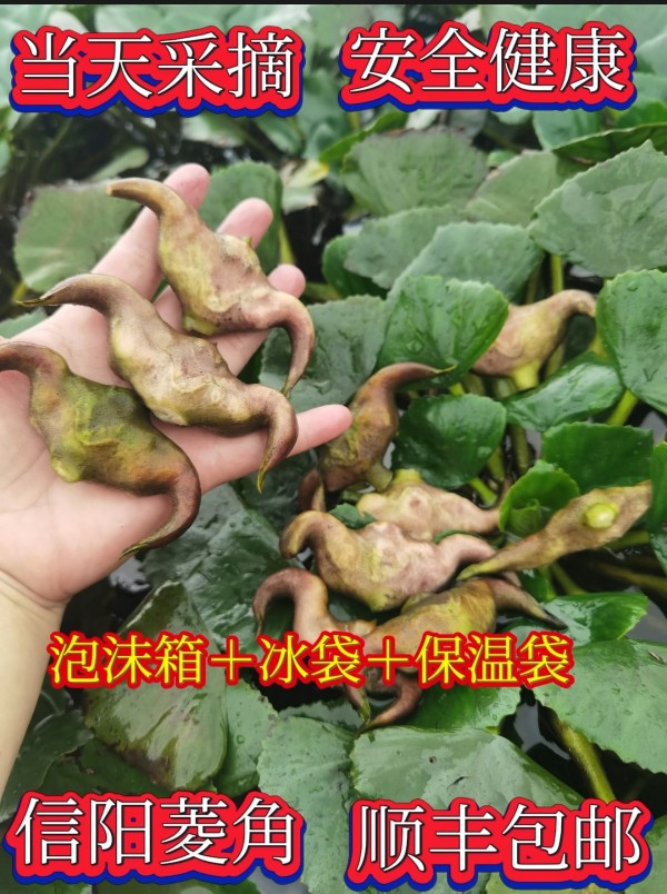 信阳特产老嫩菱角2025年现摘现发1斤、3斤、5斤新鲜果蔬（顺丰包邮）