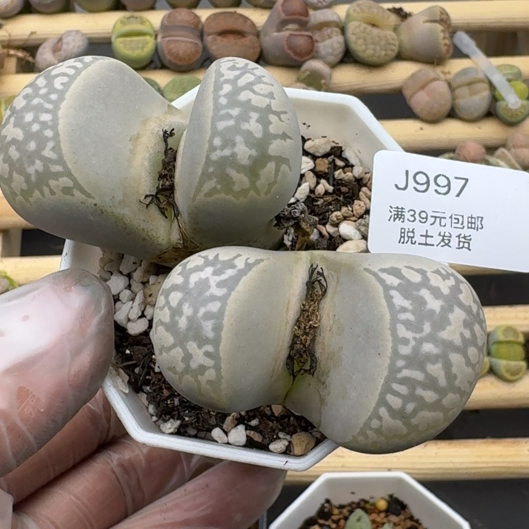 997哈哈哈哈哈哈哈哈哈哈