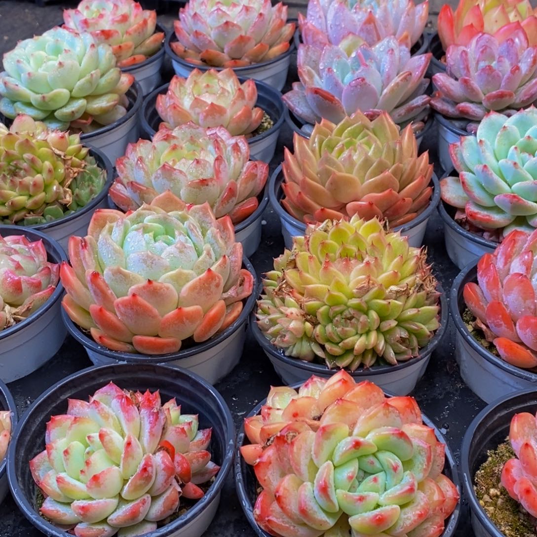 909多肉植物保护研究所所长的时间