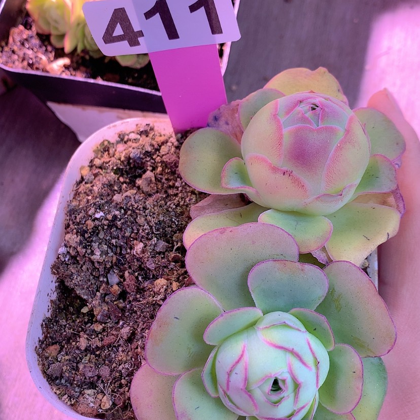 【闪购商品】yjj411