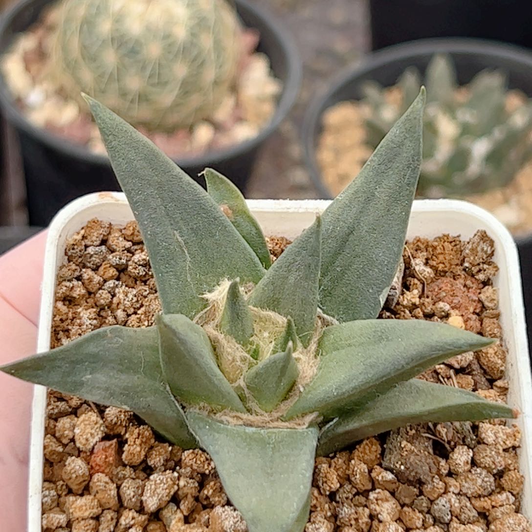 实生 龙牙牡丹仙人球