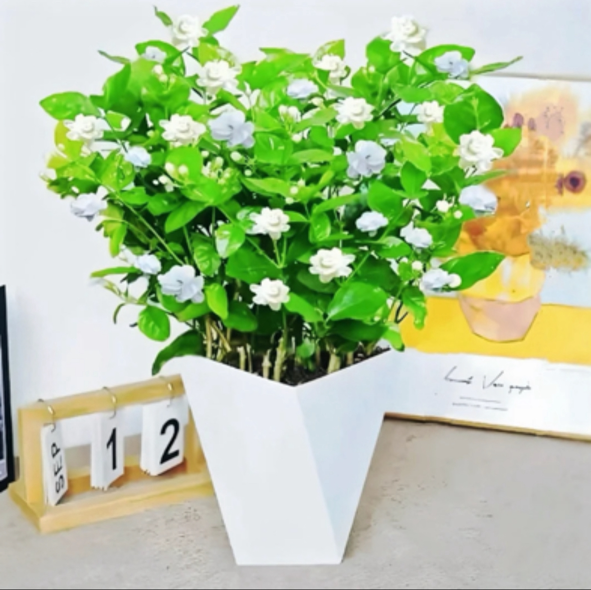 fg茉莉花带花苞盆栽重瓣浓香型花卉绿植室内阳台四季开花好养