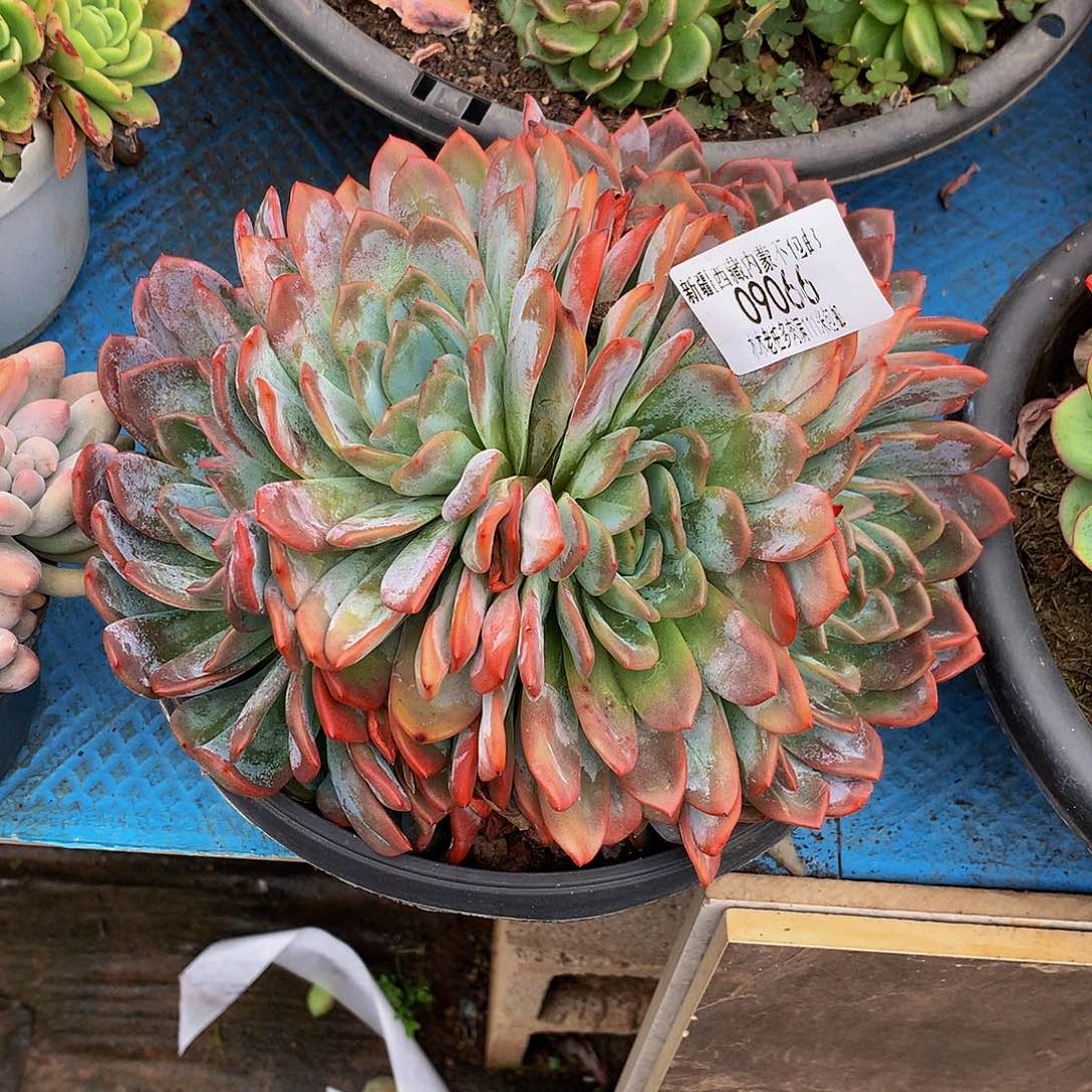 宝***贝    全明星多肉09066