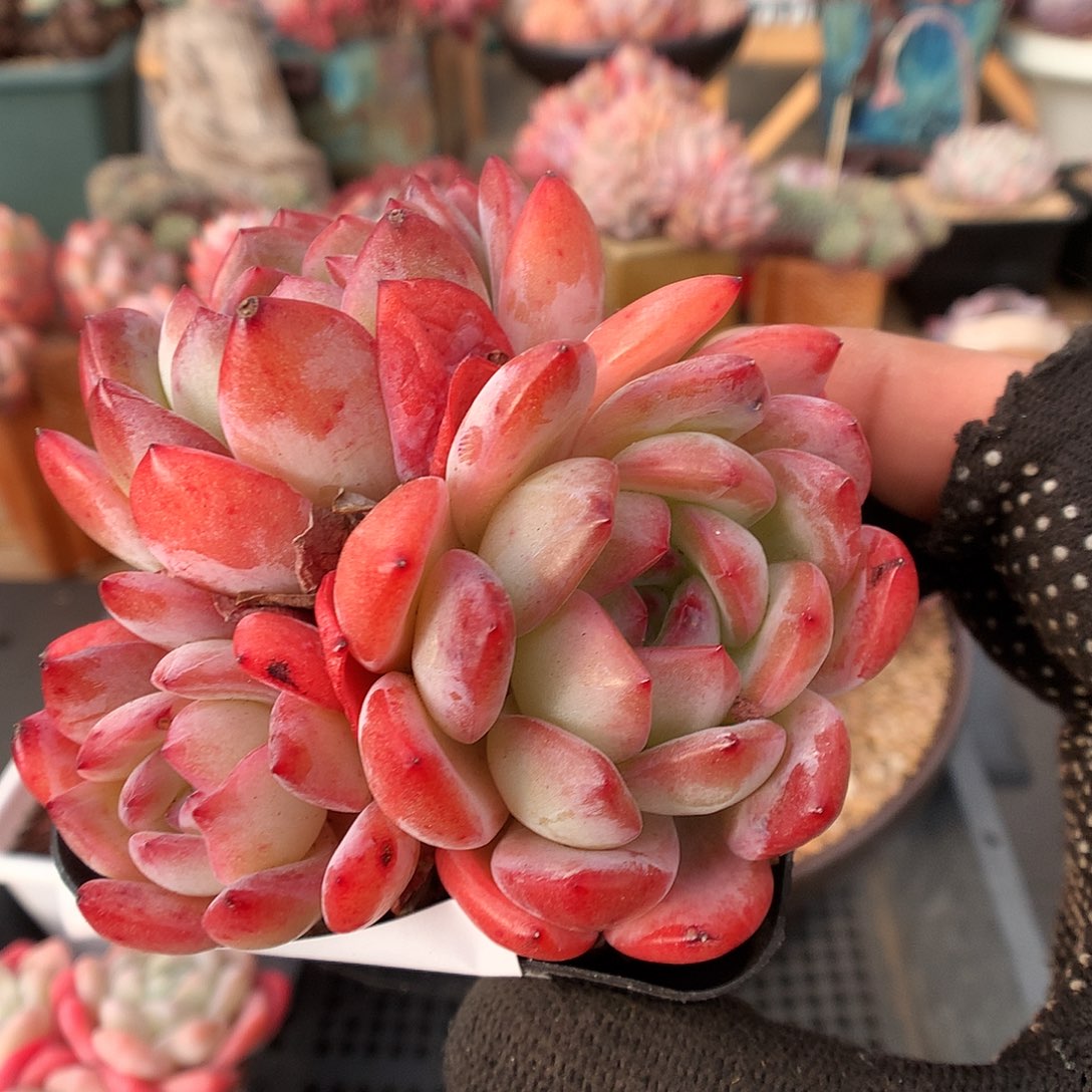 504全明星多肉植物666