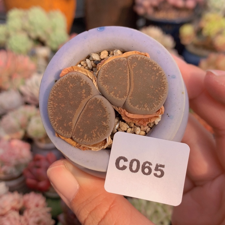 一物一拍含盆土满38包邮C065