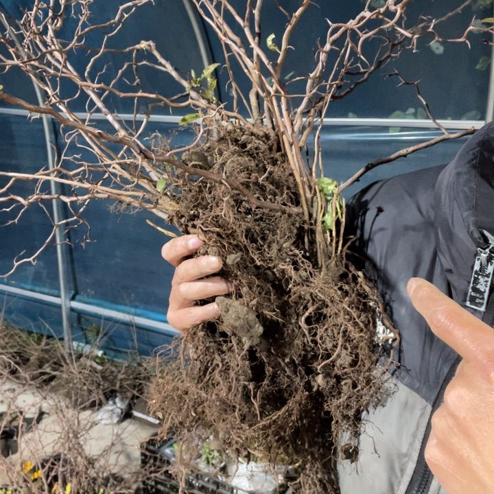无花朵复色雲竜海棠花