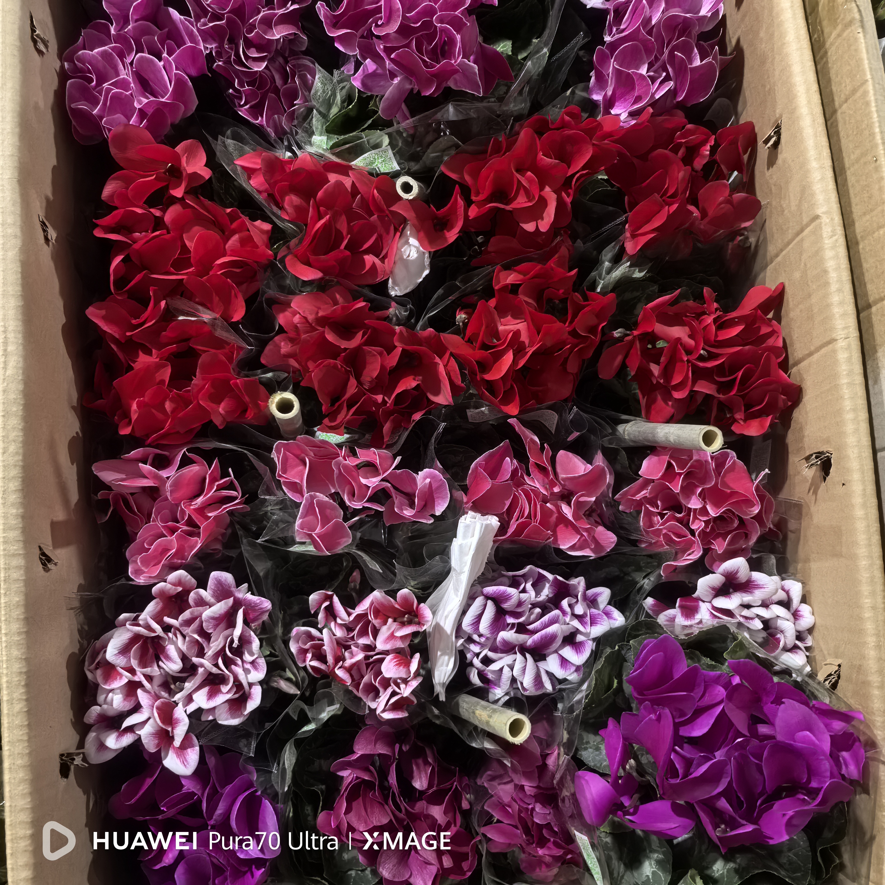 仙客来花。室内养护