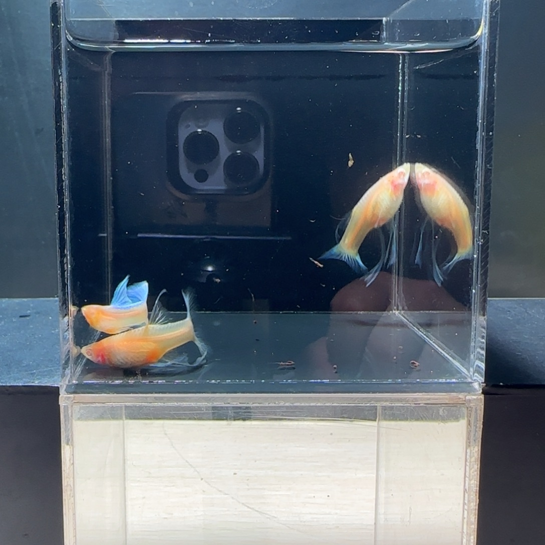 海水鱼蓝白大c1公2母
