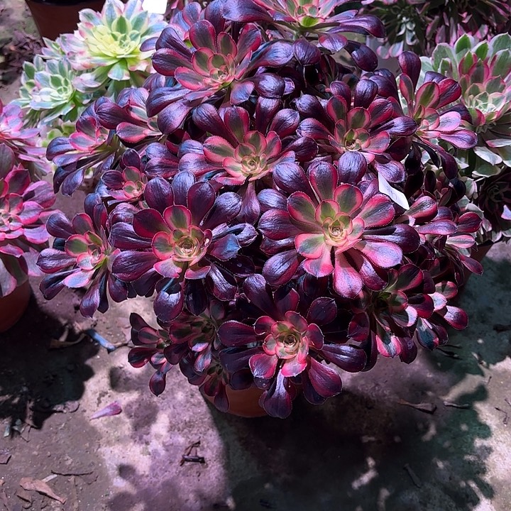 多肉植物丽娜00847
