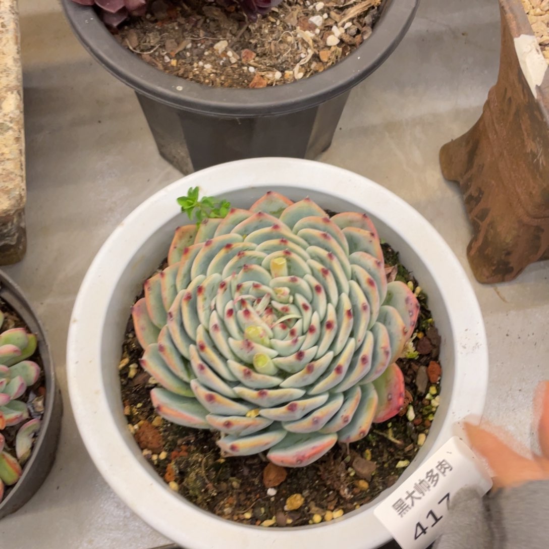 黑大帅多肉417吉娃娃