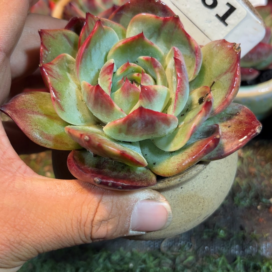 惊鸿一瞥861号多肉