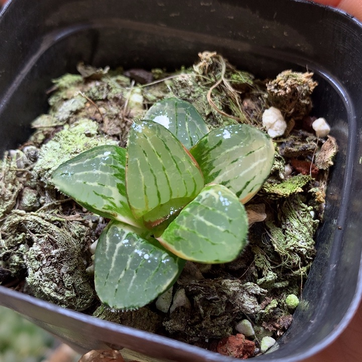 史扑寿锦带盆土发货