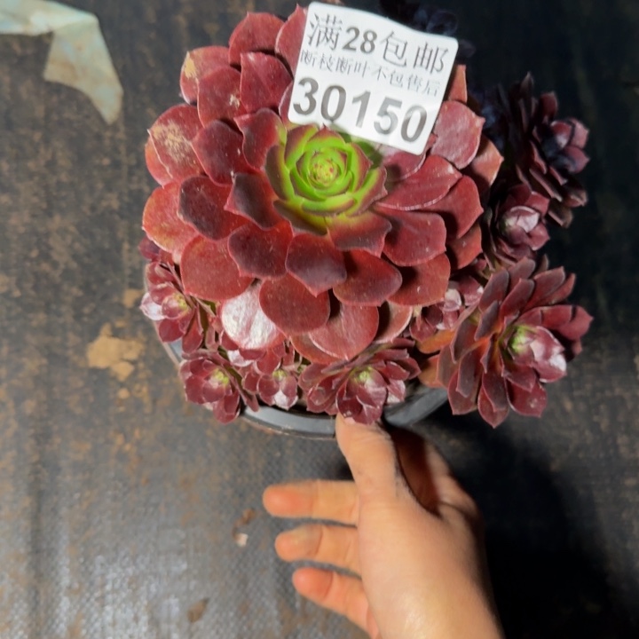 30150南美人不包断枝