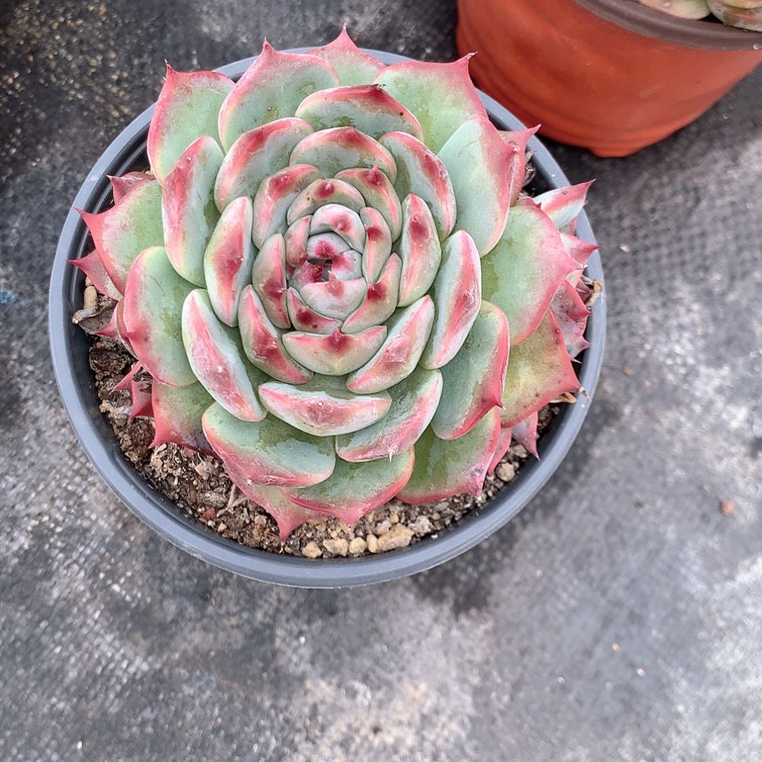 吉娃娃群多肉植物老桩多肉