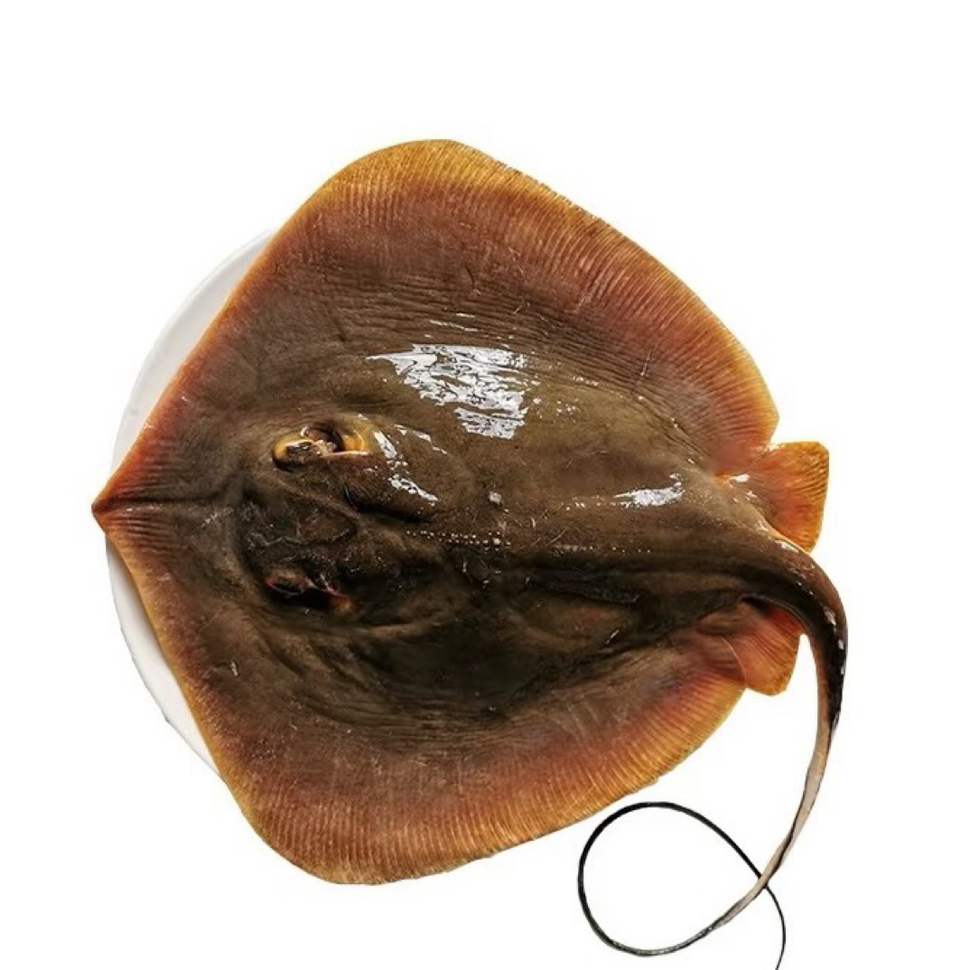 【东港本地】老板鱼 顺丰发货