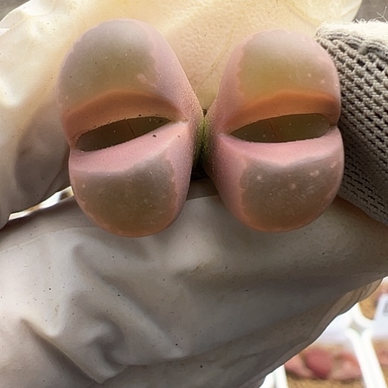 2167.橄榄净窗福利