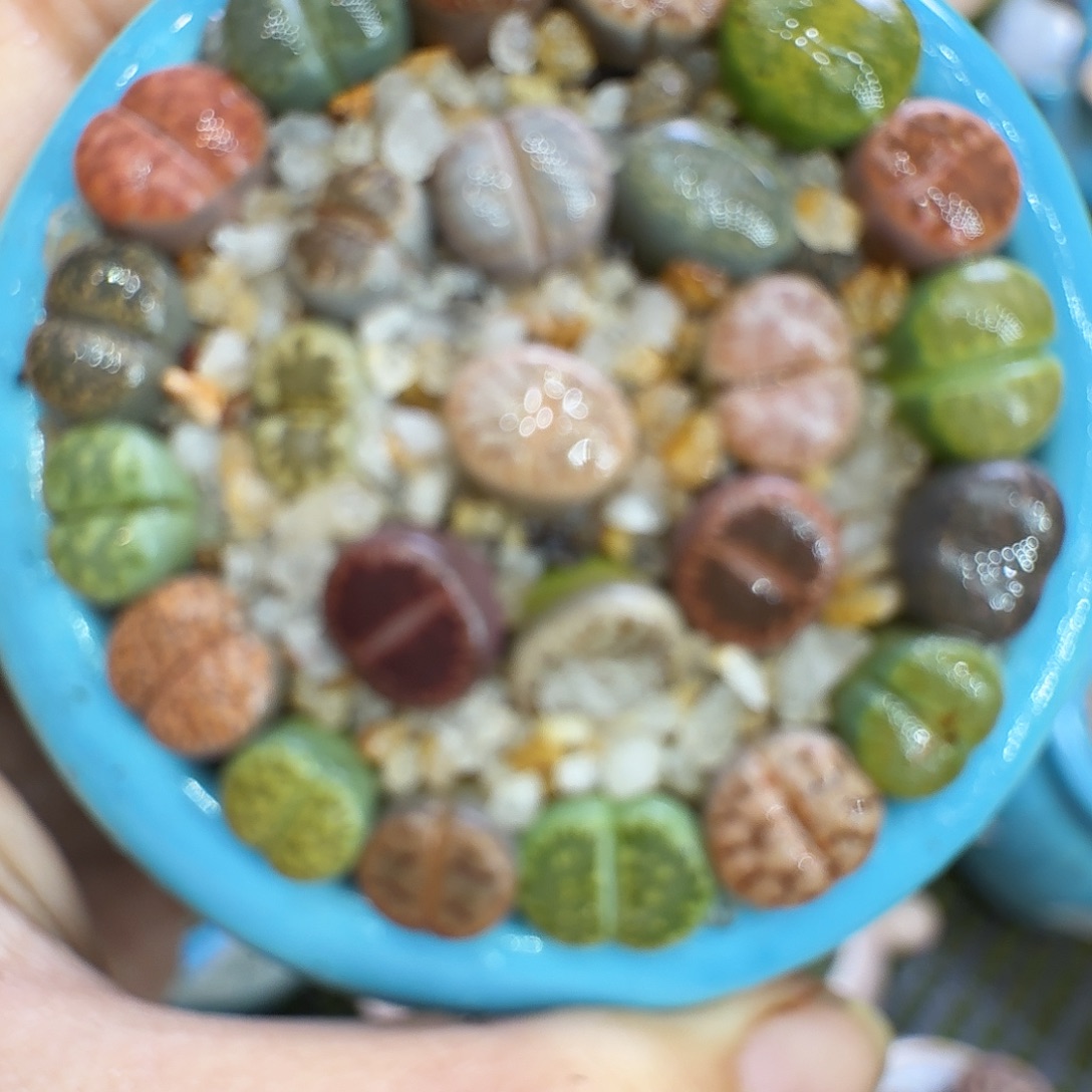 素***颜多肉植物福利冲1241