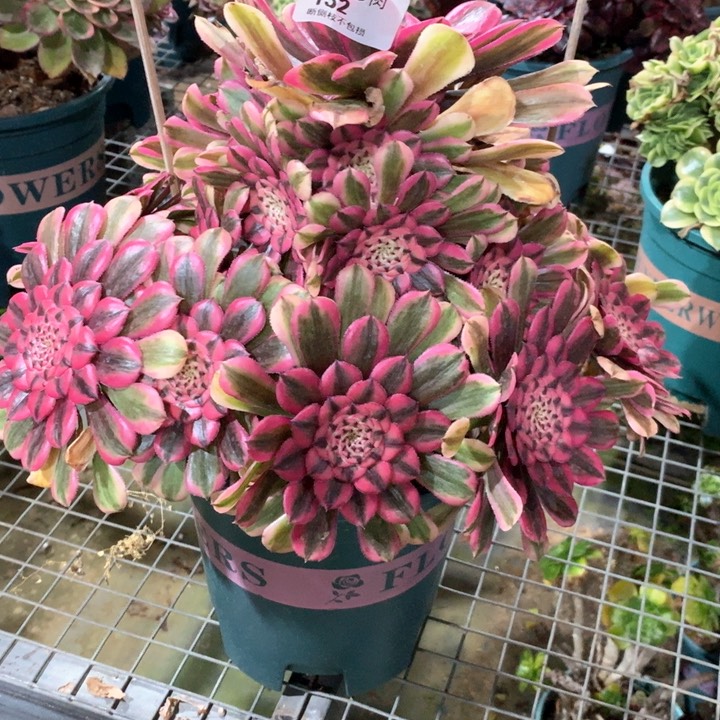 152粉铜多肉植物