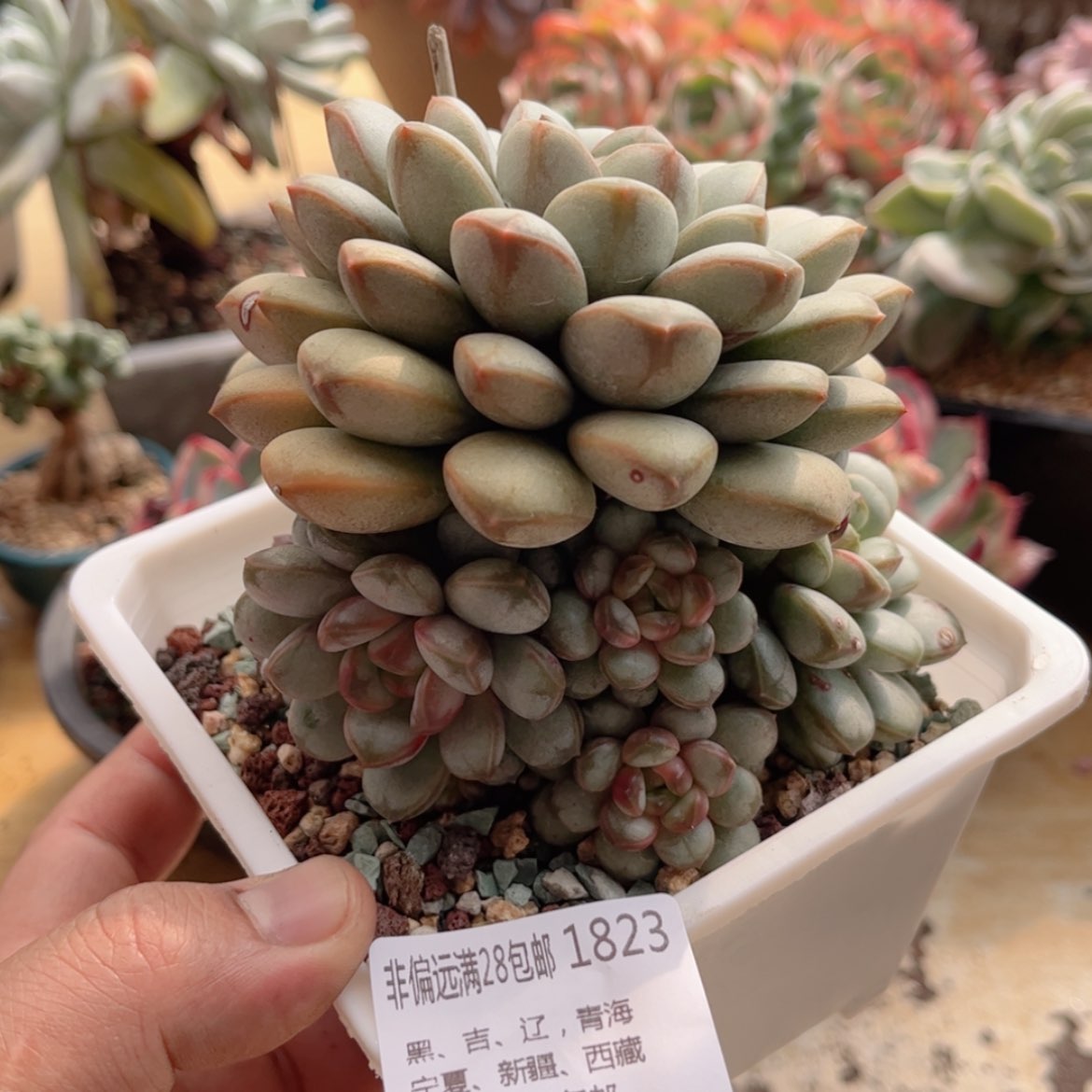 【闪购商品】1822葡萄