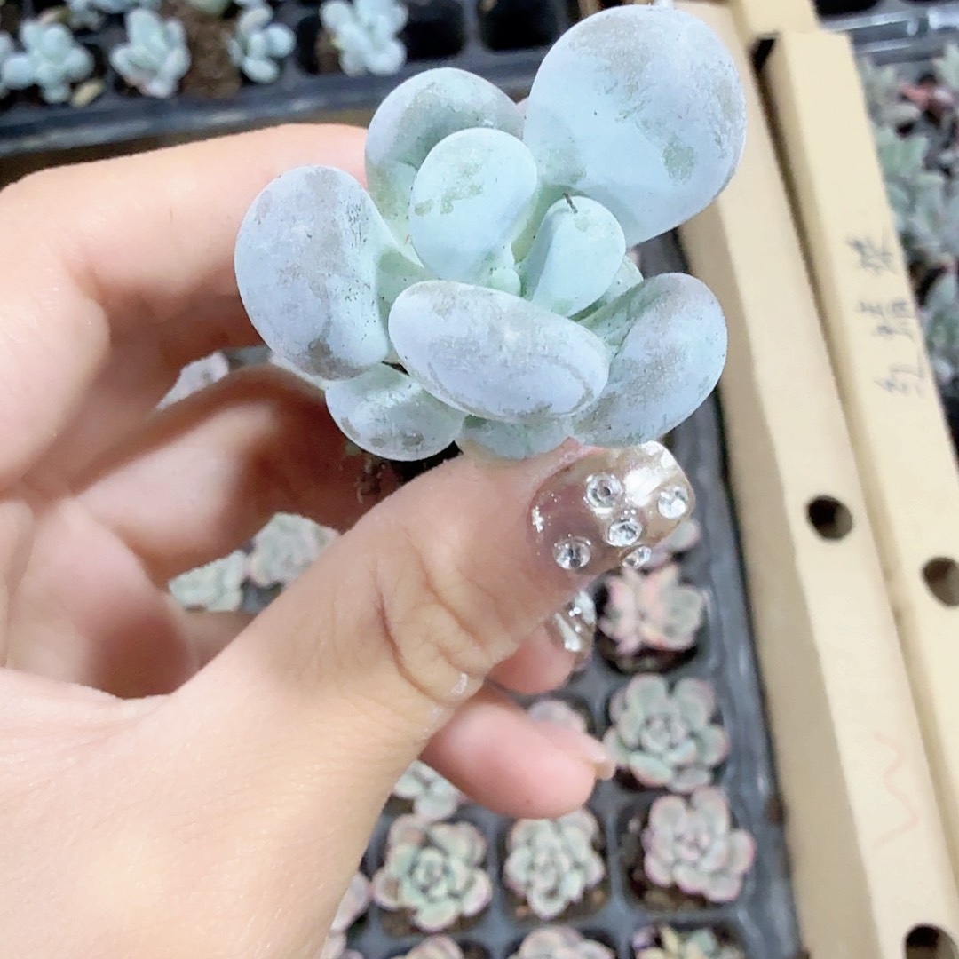 奶酪穴苗3颗一组