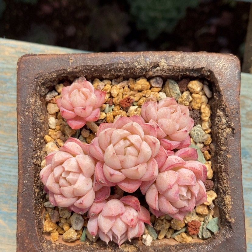 【闪购商品】卡洛琳带盆