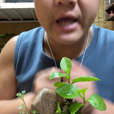 红陶张**?一物一拍所见即所得276