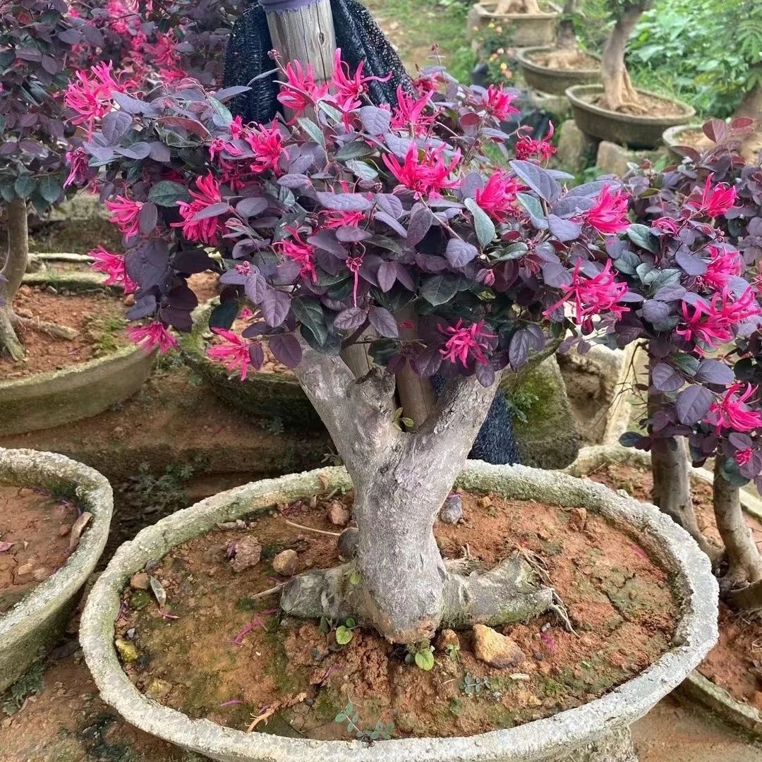 红继木黑珍珠原生老桩头带土球保湿发货 直播间一物一拍链接